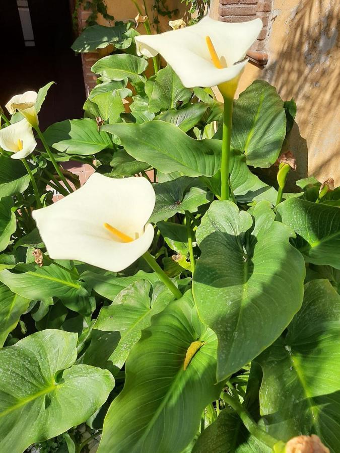 Il Giardino Sul Corso Apartment Scafati Ngoại thất bức ảnh
